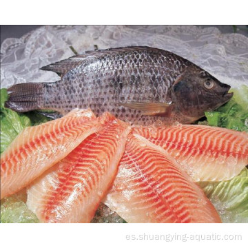 Filete negro congelado Tilapia Filete Bonless Bonless 1 kg a granel